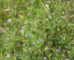 Trigonella procumbens