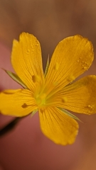 Linum aristatum