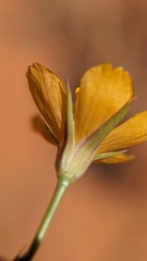 Linum aristatum