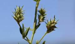 Trigonella procumbens