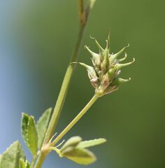 Trigonella procumbens