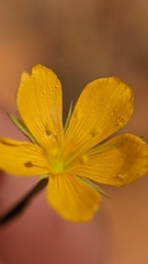 Linum aristatum