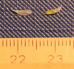 Trigonella procumbens