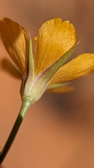 Linum aristatum