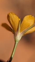 Linum aristatum