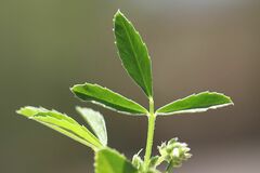 Trigonella procumbens