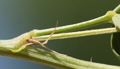 Trigonella procumbens