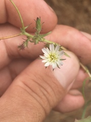 Rafinesquia californica