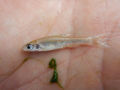 Notropis buchanani