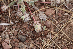 Astragalus troglodytus