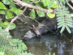 Trachemys stejnegeri