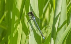 Erythromma najas