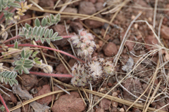 Astragalus troglodytus