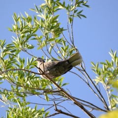 Streptopelia decaocto