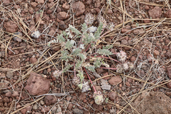 Astragalus troglodytus