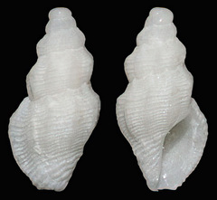 Mangeliidae