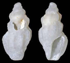 Mangeliidae