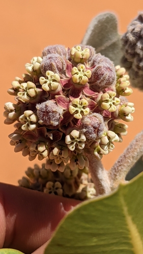 Image of Asclepias welshii by (c) Darrin Gobble, some rights reserved (CC BY)