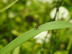 Chrysopilus asiliformis