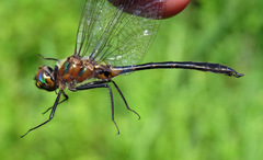Dorocordulia lepida