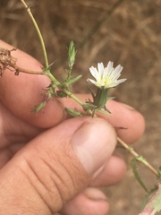Rafinesquia californica
