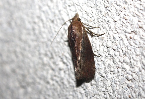 Galleria mellonella