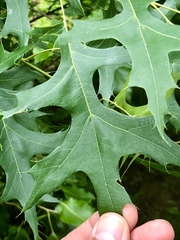 Quercus
