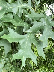 Quercus