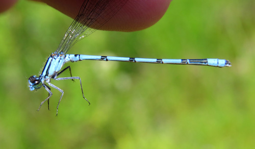 Hagen's Bluet photo 3