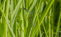 Erythromma najas