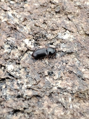 Hypnoidus rivularius