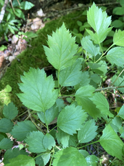 Crataegus flabellata