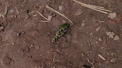 Cicindela desertorum