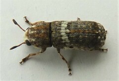 Ozotomerus bipunctatus