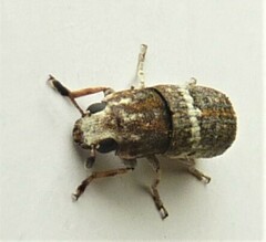 Ozotomerus bipunctatus