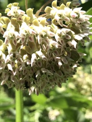 Megachile campanulae