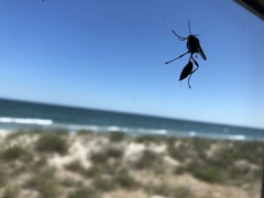 Sceliphron destillatorium