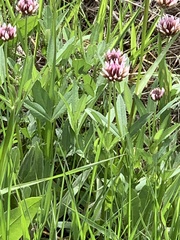 Trifolium longipes