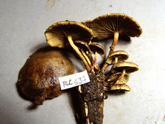 Pachylepyrium