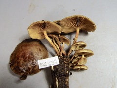 Pachylepyrium