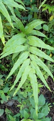 Pteris cretica
