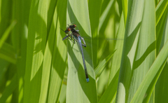 Coenagrionidae