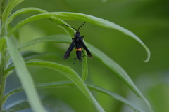 Sannina uroceriformis