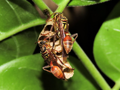 Mischocyttarus mexicanus