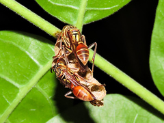 Mischocyttarus mexicanus