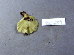 Flabellophora
