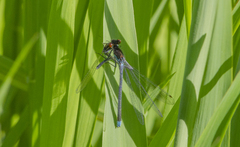 Coenagrionidae