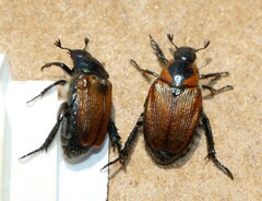 Strigoderma sulcipennis