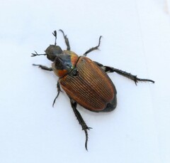 Strigoderma sulcipennis