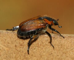 Strigoderma sulcipennis